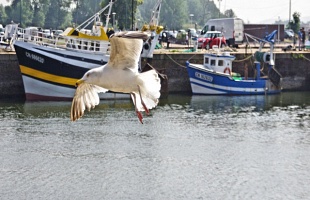 Foto_estuaire_077