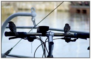 animaux_015
